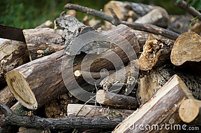 A pile of broken and sawn firewood in the village. Stock Photo