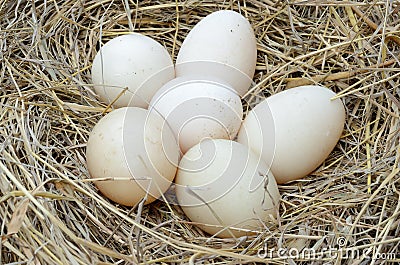A pile of brown eggs in a nest Stock Photo