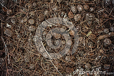 Pile of brown pine cones for backgrounds Stock Photo