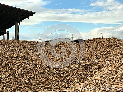 Pile of cassava or tapioca root for starch industry with factory Stock Photo