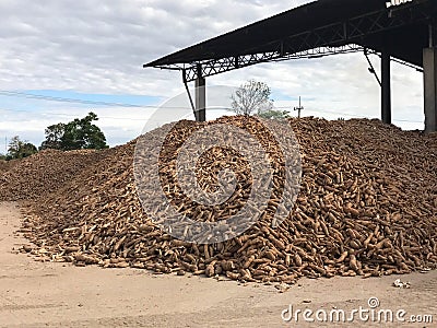 Pile of cassava or tapioca root for starch industry Stock Photo