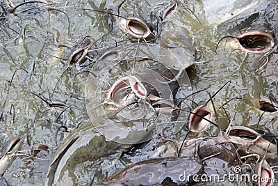 Pile of catfish fish in pond Stock Photo