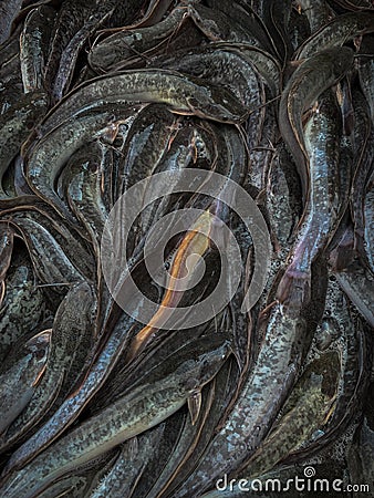 a pile of catfish looks like there is one white tail Stock Photo