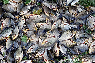 Pile of caught crucians on green grass. Successful fishing Stock Photo