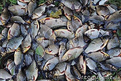 Pile of caught fish on green grass. Successful fishing Stock Photo