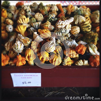 Pile of Colorful Autumn Gourds Stock Photo