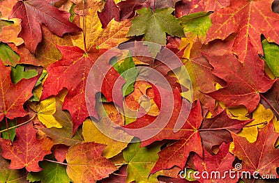 Colorful Autumn Fall Leaves thanksgiving Stock Photo