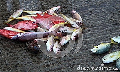 Pile of colorful caught different small fishes with Red Snapper on market near Hikkaduwa, Sri Lanka Stock Photo