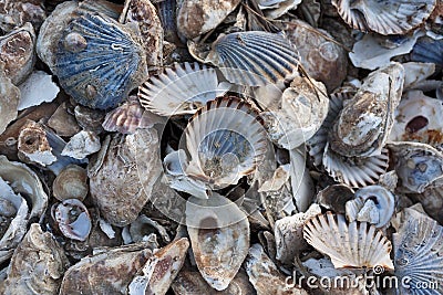 Pile of colorful shells Stock Photo