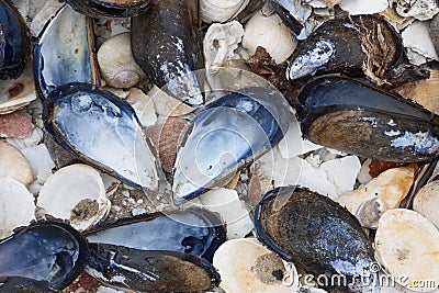 Pile of colorful shells Stock Photo