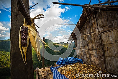 Pile of corn drying at local hut Stock Photo