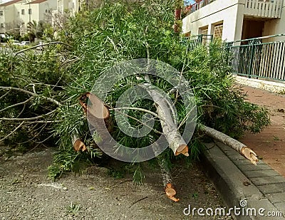 Pile of cut off branches, on side of the road Stock Photo