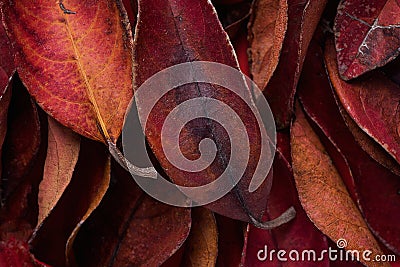 Pile of Dark Red Leaves. Rich Vibrant Vivid Crimson Color. Thanksgiving Fall Fashion Valentine. Banner Poster Greeting Card Stock Photo