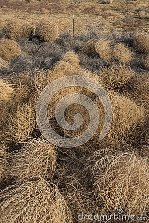 Pile of Dead Brown Tumbleweeds Stock Photo