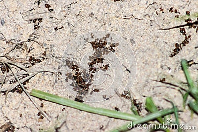 Pile of dead fire ants Stock Photo