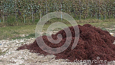 A pile of disgarded stalks in the vineyards of Barolo Stock Photo