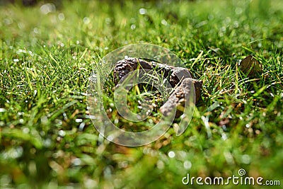 A pile of dog poop in the grass Stock Photo