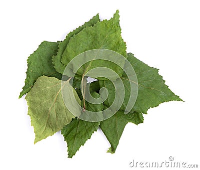 Pile of dried birch leaves Stock Photo