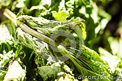 A pile dried mint leaves Stock Photo