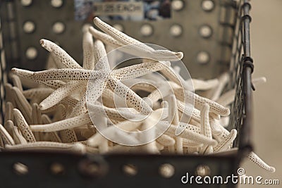 Starfish Displayed in a Metal Basket Stock Photo