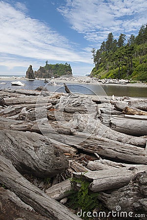 Pile of driftwood Stock Photo