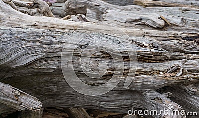 Driftwood Pile On Shore 2 Stock Photo