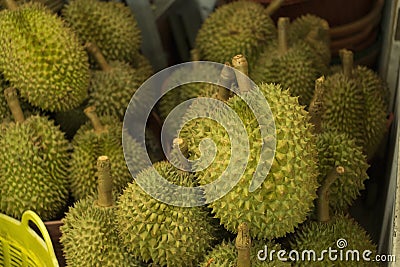 Pile of Durian. Durian King of fruit. Prickly fruit. Stock Photo