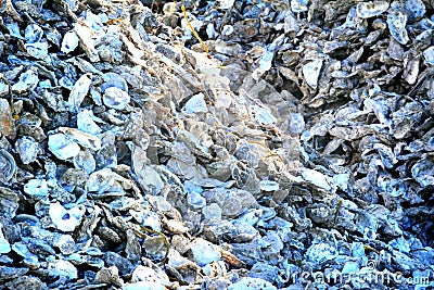 Pile of empty oyster shells Stock Photo