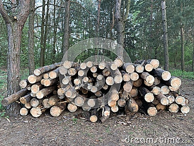 A pile of firewood in the forest. Sawn trees lie on one heap. Round wooden logs, lumber. Material for fire Stock Photo