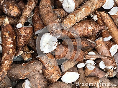 Pile of fresh cassava or tapioca root for starch industry Stock Photo