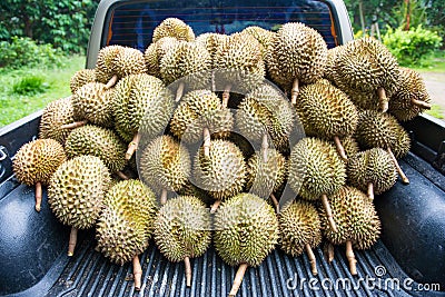 Pile of fresh durain from garden on car Stock Photo