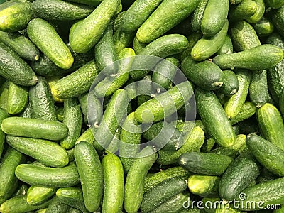 Pile of fresh green cucumbers Stock Photo
