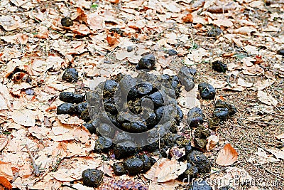 A pile of fresh horse manure among fallen leaves. Horse poop in the forest Stock Photo