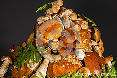 Pile of fresh porcini mushroomsblack background Stock Photo