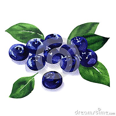 Pile of fresh ripe blueberries with green leves, heap of sweet blueberry berries, organic healthy food, isolated, hand Cartoon Illustration