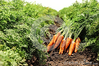 Pile of fresh ripe carrots on field. farming Stock Photo