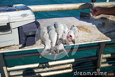 Pile of freshly caught fish on a boat Stock Photo