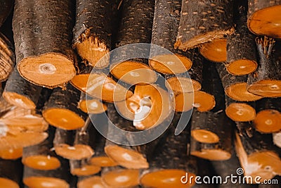 Pile of freshly cut firewood, the ends of logs as a background texture. Copy, empty space for text Stock Photo