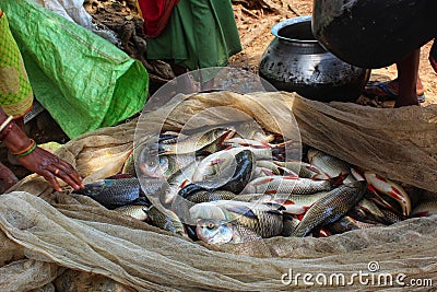 pile of freshly harvested carp fish laying on ground fresh rohu and catla carp fish harvest from pisciculture pond Stock Photo