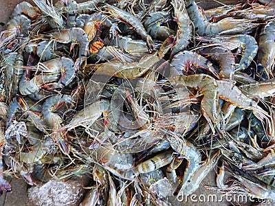 pile of freshly harvested tiger prawn paeneus indicus shrimp sale in fish market Stock Photo