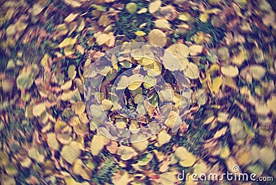 Pile of golden yellow autumn leaves on the grass, with radial blur. Stock Photo