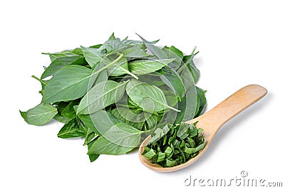 Pile of green leaf basil herb in wooden spoon isolted on white Stock Photo