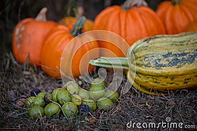 A pile of green walnuts on the ground placed next to a group of pumpkins. rich autumn harvest at the village farm Stock Photo