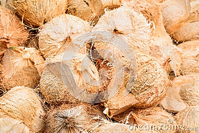 Pile of hairy brown coconuts, coconut shell in Thailand. Stock Photo