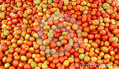 A pile of harvested tomatoes in the field. Stock Photo