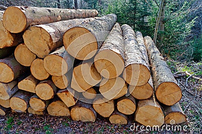 Pile of large cut down tree trunks Stock Photo