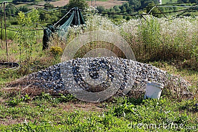 Pile of large gravel next to old plastic bucket surrounded with tall uncut grass and twisted irrigation water pipes Stock Photo