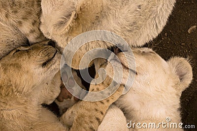 Pile of lion cubs sleeping Stock Photo