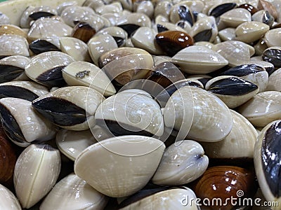 pile of live and fresh seashells on the tray on sale at the local wet market. Stock Photo