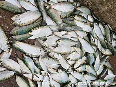 A pile of live mullet fish on top of the ground Stock Photo
